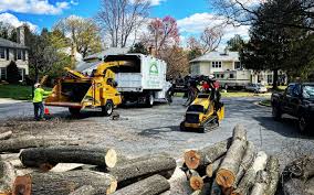 Trusted Washington Park, IL Tree Services Experts