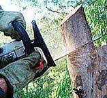 Best Stump Grinding and Removal  in Washington Park, IL