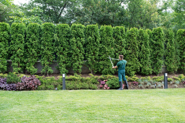 Best Tree Risk Assessment  in Washington Park, IL