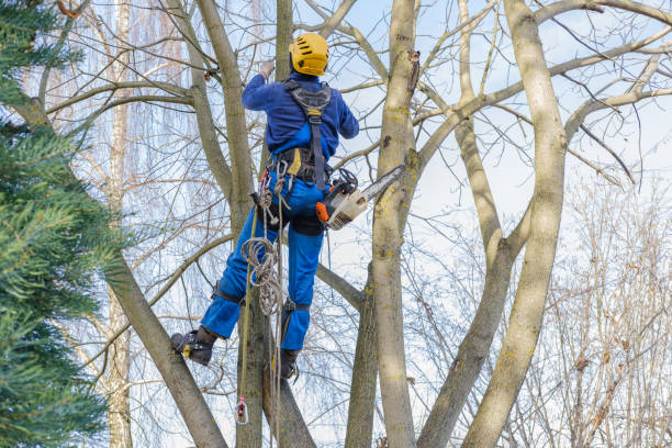 How Our Tree Care Process Works  in  Washington Park, IL