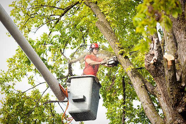  Washington Park, IL Tree Services Pros
